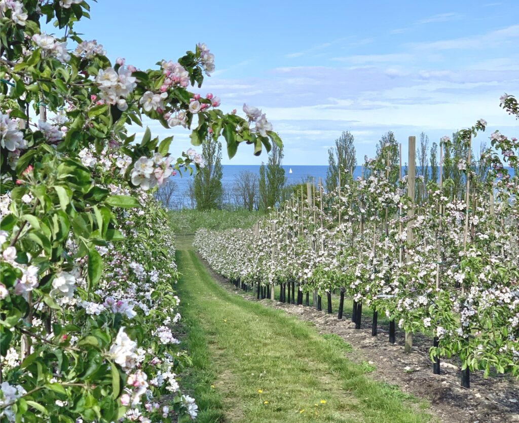 Apple blossom at Kivik Musteri with a seaview